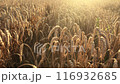 Slow motion at sunset in a field of ripening wheat 116932685