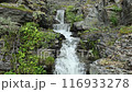A small, fast-flowing waterfall among rocks and green plants on the Kola Peninsula 116933278