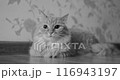 Fluffy cat is lying on floor and looking curiously at camera. Cute pet is ready to play. Black and white film style. 116943197