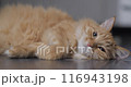 Ginger cat bites tennis ball. Cute pet with toy plays on floor. Fluffy domestic animal at home. 116943198