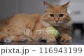 Ginger cat holds tennis ball and stares at camera. Cute pet with toy lies on floor. Domestic animal is ready to play at home. 116943199