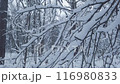 Video of a white snow on branches and trees 116980833