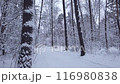 Quality video of a walking in a beautiful winter forest.  116980838