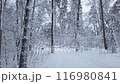 Road in a beautiful winter forest. Trees and snow 116980841