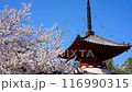 Cherry blossoms in full bloom at Kita-in Temple Cherry Blossom Festival 116990315