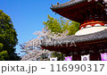 Cherry blossoms in full bloom at Kita-in Temple Cherry Blossom Festival 116990317