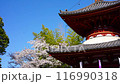 Cherry blossoms in full bloom at Kita-in Temple Cherry Blossom Festival 116990318