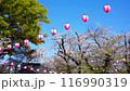 Cherry blossoms in full bloom at Kita-in Temple 116990319