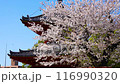 Cherry blossoms in full bloom at Kita-in Temple 116990320