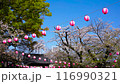 Kita-in Temple: Cherry blossoms in full bloom, Cherry Blossom Festival 116990321