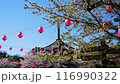 Kita-in Temple: Cherry blossoms in full bloom, Cherry Blossom Festival 116990322