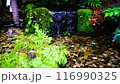 Spring water: Beautiful water surface 116990325