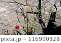 Cherry blossoms in full bloom, Shingashi River, famous cherry blossom spot 116990328