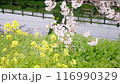 Cherry blossoms in full bloom at Shingashi River 116990329