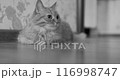 Fluffy cat is lying on floor and looking curiously at camera. Cute pet is ready to play. Black and white film style. 116998747