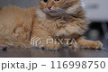 Ginger cat bites tennis ball. Cute pet with toy plays on floor. Fluffy domestic animal at home. 116998750