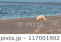 A young Bedlington Terrier plays with an orange ball along a sandy seashore. 117001902