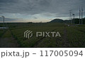 The rising sun over the tea fields of Makinohara 117005094