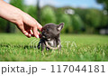 Adorable grey chihuahua puppy sitting on a lush green lawn. Domestic pets 117044181