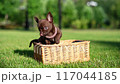 Adorable brown chihuahua puppy sitting on a lush green lawn. Domestic pets 117044185