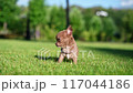 Adorable brown chihuahua puppy sitting on a lush green lawn. Domestic pets 117044186