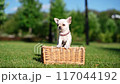 Adorable white chihuahua puppy sitting in a wicker basket on a lush green lawn. Domestic pets 117044192