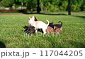 Group of five adorable Chihuahua puppies sitting on a vibrant green lawn. The puppies are of different colors, including brown, black, gray, and white 117044205
