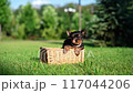 Yorkshire Terrier Puppy Sitting in a white wicker basket on Green Grass. Fluffy, cute dog Looks at the Camera. Domestic pets 117044206