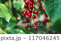 bunch of red berries among green leaves 117046245