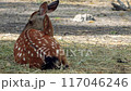sika deer resting on the grass 117046246