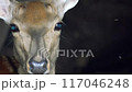 sika deer turns its head 117046248