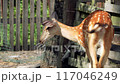sika deer walking on a farm 117046249