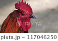 rooster turns his head 117046250