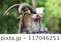 wild goat looks thoughtfully 117046251