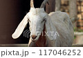 white goat looks and chews 117046252
