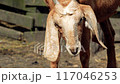 red goat turns its head 117046253