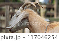 goat looks and chews 117046254