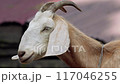 white goat turns its head 117046255