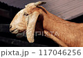 red goat looks and chews 117046256