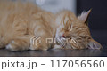 Sleepy ginger cat lies on floor. Cute pet has a rest at home. Close up portrait of fluffy domestic animal. 117056560