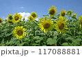 Sunflower in full bloom 117088881