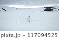 Explore Antarctic wildlife sea bird. Emperor penguin stand snow hill in Antarctica coast. Winter travel and exploration. Discover beauty of South Pole wild species behavior. Slow motion panorama 117094525