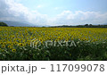 Sunflower field in full bloom 117099078