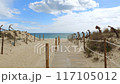 Pathway in the dunes of Barril beach Praia do Barril, a popular tourist destination for the Anchors Cemetery, Tavira, Algarve, Portugal 117105012