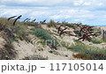 Rusty old anchors on the beach at an anchor cemetery graveyard at Praia do Barril beach, in Tavira, Algarve, Portugal.  117105014