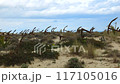 Rusty old anchors on the beach at an anchor cemetery graveyard at Praia do Barril beach, in Tavira, Algarve, Portugal.  117105016