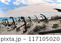 Rusty old anchors on the beach at an anchor cemetery graveyard at Praia do Barril beach, in Tavira, Algarve, Portugal.  117105020