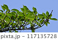 青空と風に揺れる樹木の葉（7月のソメイヨシノの葉） 117135728