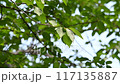 風に揺れる樹木の葉（7月のソメイヨシノの葉） 117135887