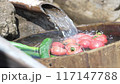 Tomatoes and cucumbers are cooled in water 117147788
